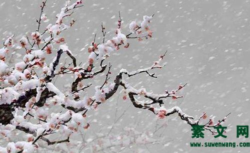 梅蘭竹菊詩(shī)詞