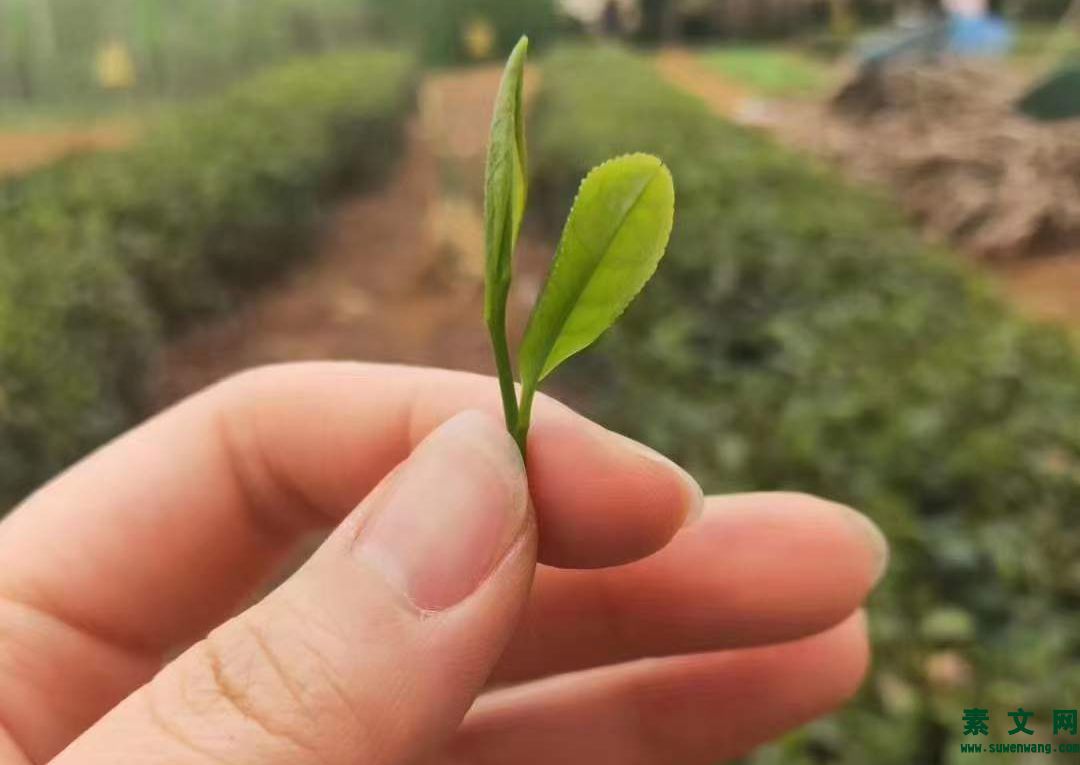 欣賞的本質(zhì)是什么？