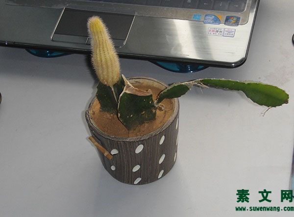 樂觀心態的短句