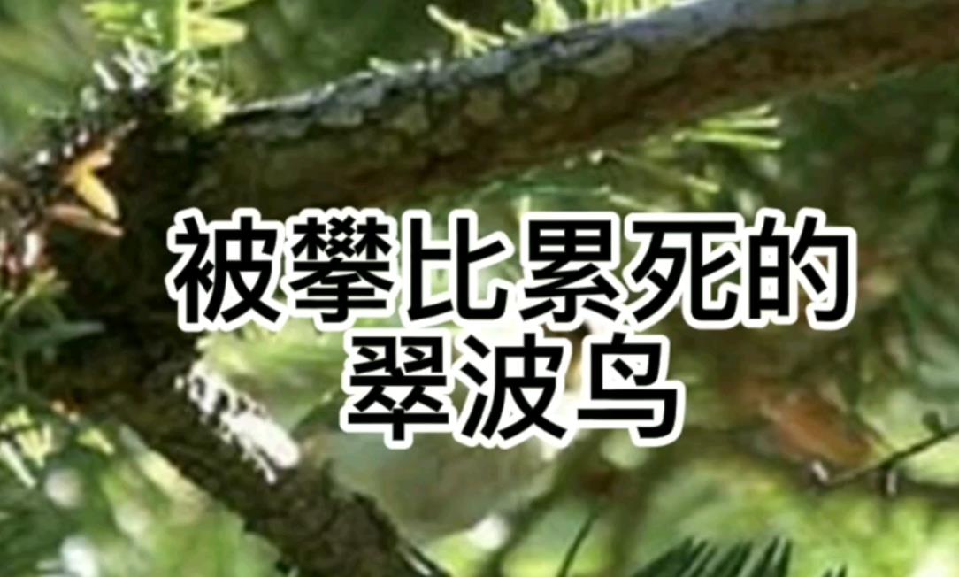 被攀比累死的翠波鳥深度好文