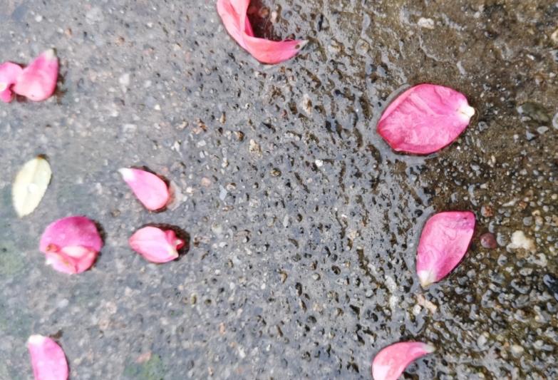 風雨本是無心起,奈何花葉傾心落