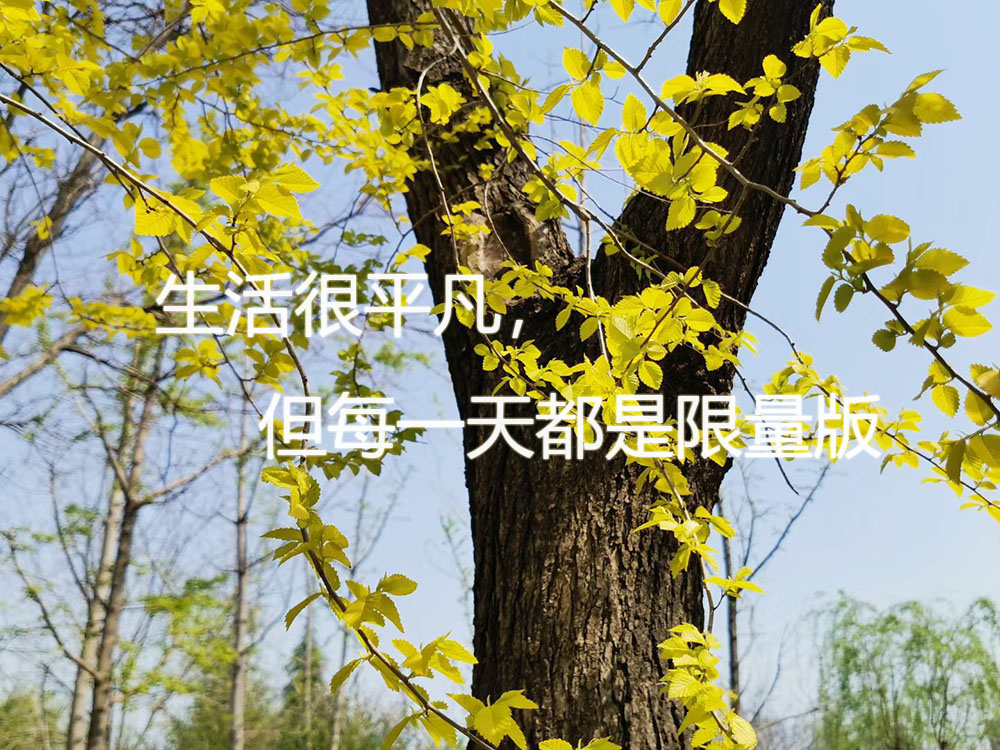 生活很平凡，但每都是限量版