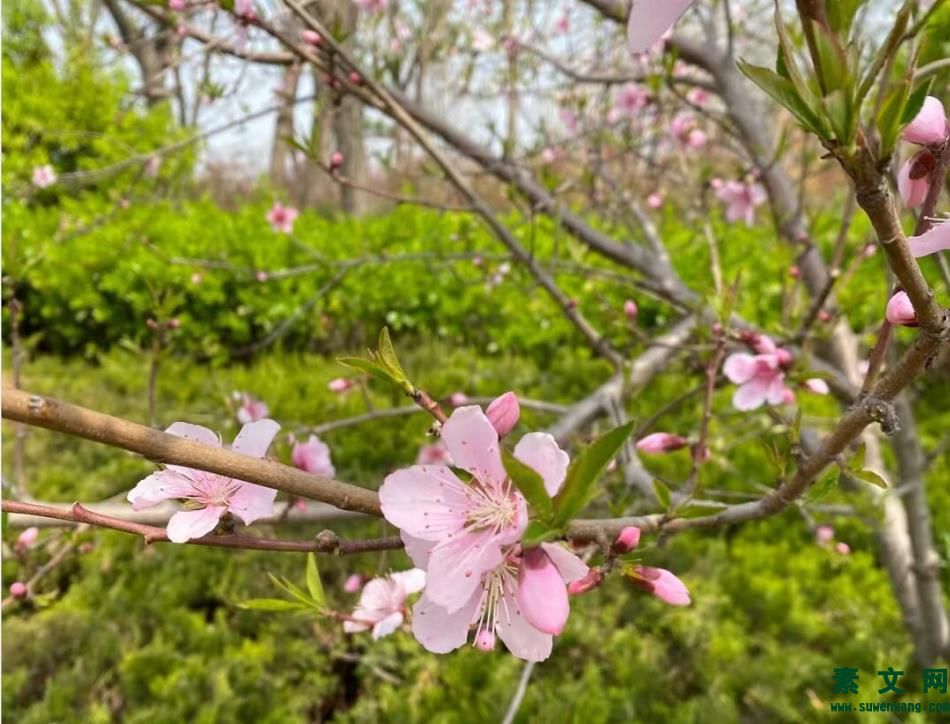 春暖花開的季節短句