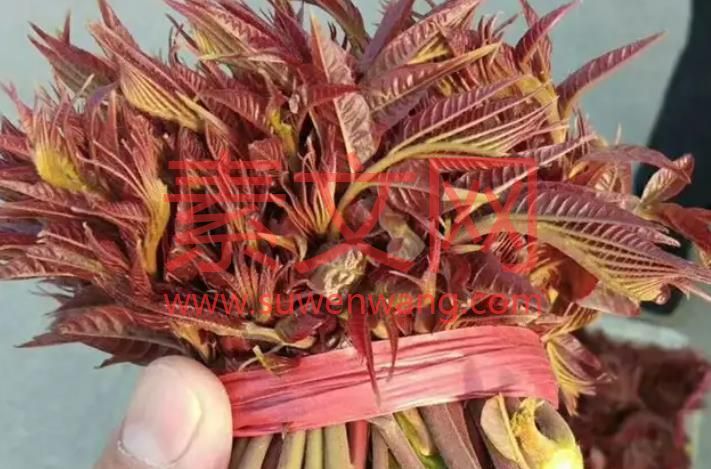 詠椿芽  Yongya  三月春枝吐嫩芽，  In March, the spring branches spit out the tender shoots,  獻出美餐送萬家。  offering a delicious meal to thousands of families.  冬去春來戰嚴寒，  Go to winter and spring to fight the cold,  傷痕累累不懼怕。  scarred and not afraid.