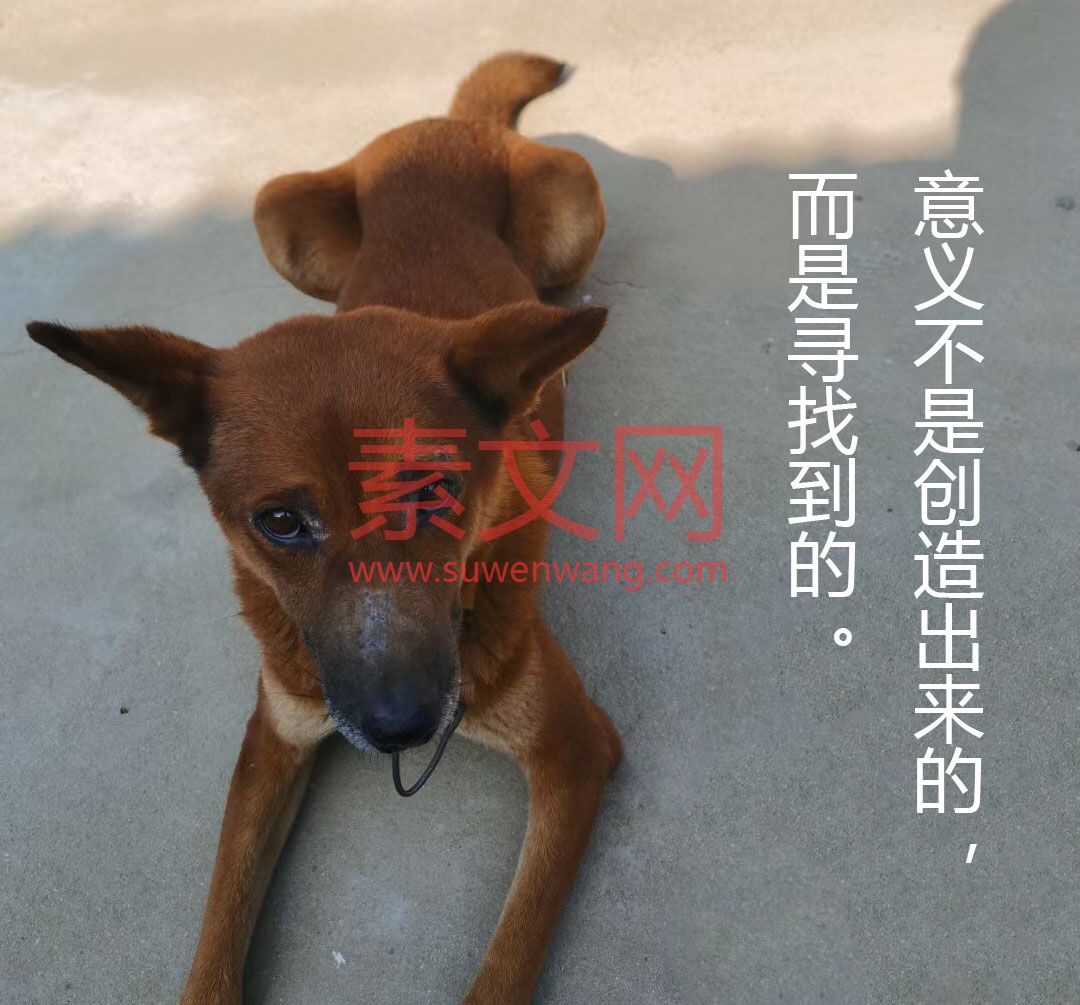 冬季狗狗怎么補充維生素