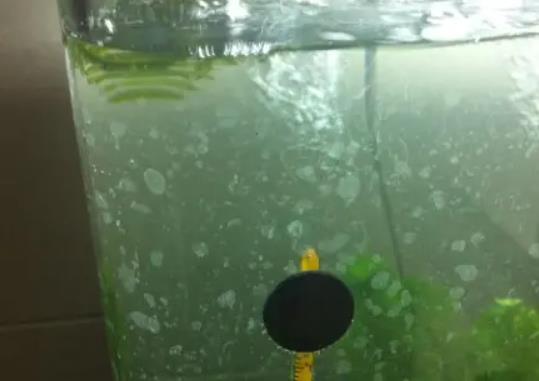 清除魚缸水垢的小妙招