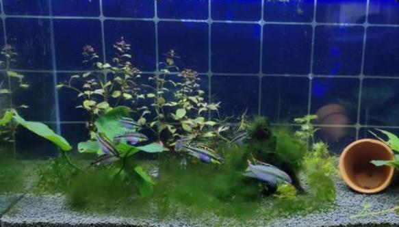 如何給魚缸添加植物