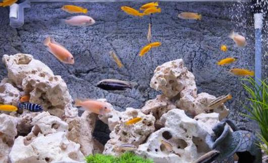 養(yǎng)魚日常記錄與感悟